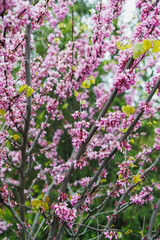 Obraz premium Bright pink blossoms bloom on trees in a garden during spring season showcasing nature's vibrant colors and the renewal of life