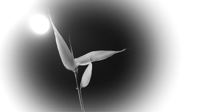 Bl&auml;tter bnw