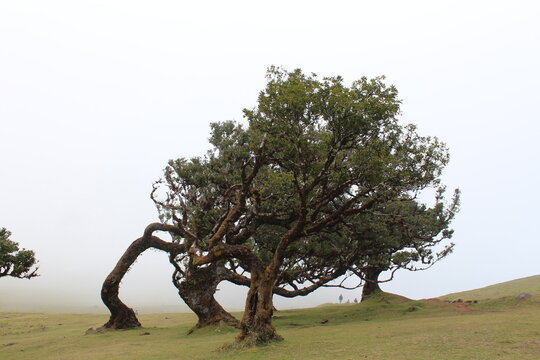 Lone laurel tree stands in mist at Fanal Forest in Madeira, Portugal, surrounded by fog, grassland, and the island&rsquo;s ancient laurisilva.