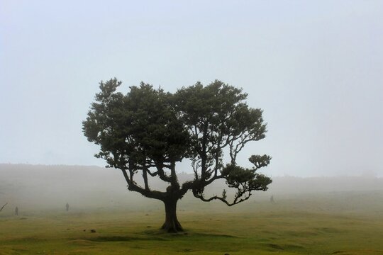 Lone laurel tree stands in mist at Fanal Forest in Madeira, Portugal, surrounded by fog, grassland, and the island&rsquo;s ancient laurisilva.