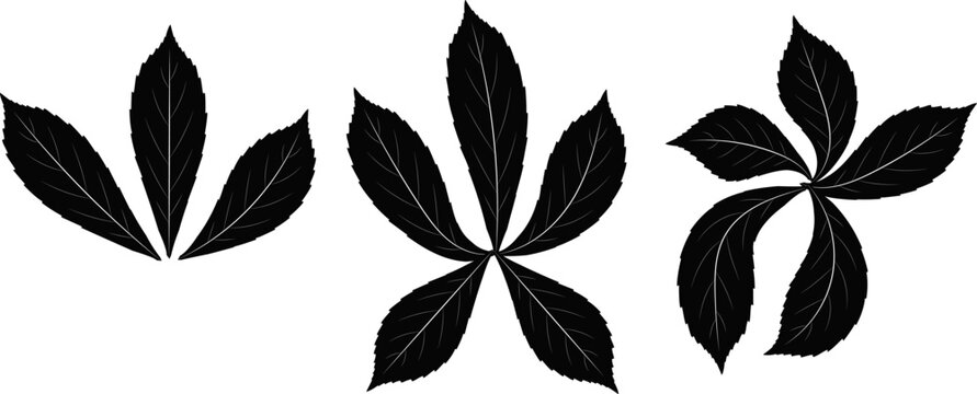Horse chestnut leaves silhouette, perfect for nature themed icons and botanical art.