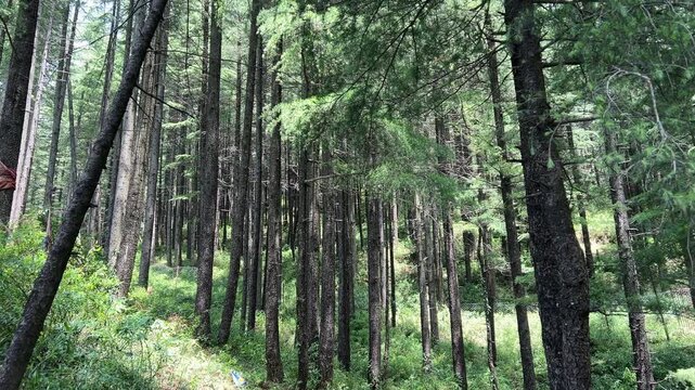 Forest trail leading to Maa Baglamukhi temple through pine forest in MNREGA Park, Janjehli, Mandi district, Himachal Pradesh, India.