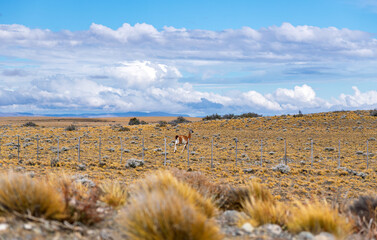 Fototapeta premium Wild guanaco standing in the vast Patagonian steppe under a cloudy blue sky in Argentina
