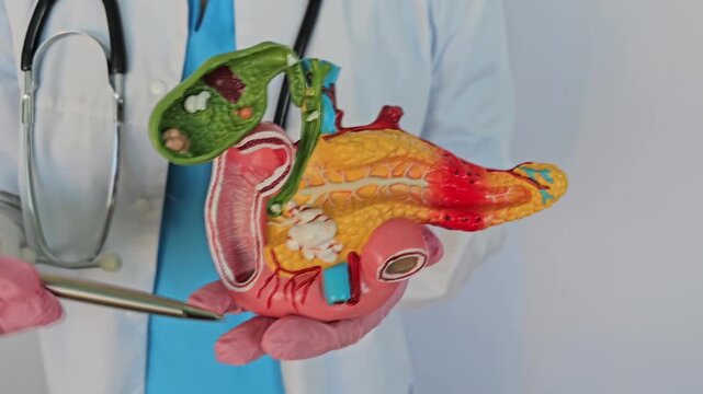 Demonstration of human anatomy using a colorful model in a healthcare setting during daylight