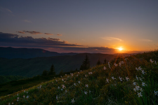  Blooming daffodils in Carpathian mountains during the sunset. Svydovets mountain range. Copy, empty space for text