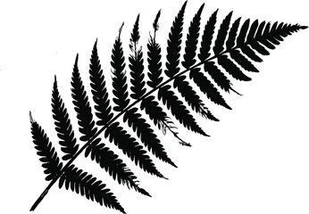 fern leaf isolated on white © Mahadi