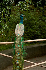 Naklejka premium Peacock displays its colorful feathers in a garden during a sunny afternoon in the park