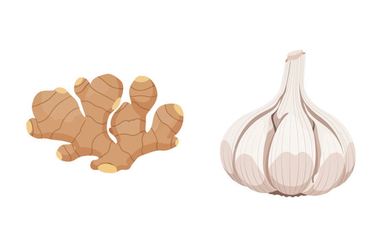 Fresh Ginger Root and Garlic Bulb Illustration on White Background