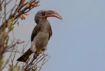 Obraz premium Hornbill With Food Morsel