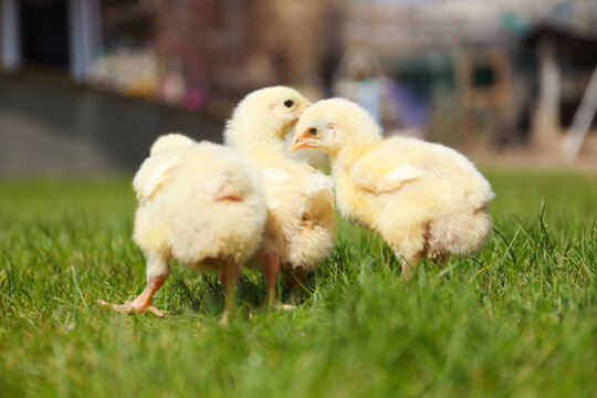 Cute baby chicks on green grass outdoors