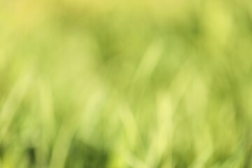 Obraz premium Blurred view of abstract green background, closeup