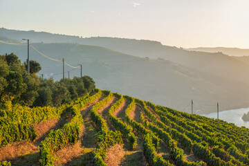 Fototapeta premium Douro river vineyard rows in golden sunrise light, with terraced vines, utility poles, hazy hills and a partial water view in Portugal.