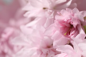 Fototapeta premium Blossoming pink sakura tree, closeup. Spring season