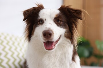 Portrait of cute Border Collie dog at home © New Africa