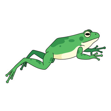 Green Frog Amphibian Closeup Profile.