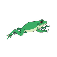 Fototapeta premium Green Frog Amphibian Side View.