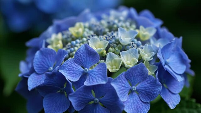 Beautiful Blue Hydrangea Macrophylla Flower in Full Bloom Close Up