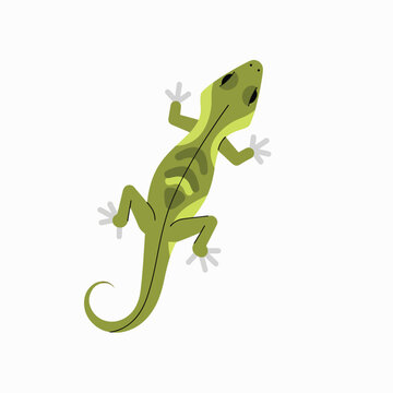 Green lizard climbing up a surface.