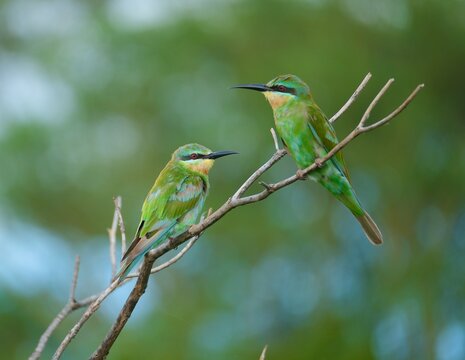 Pair of Blue-cheeked Bee-eaters (Merops persicus) perched together on bare branch, Malawi