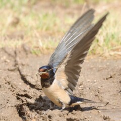 hirondelle © pia