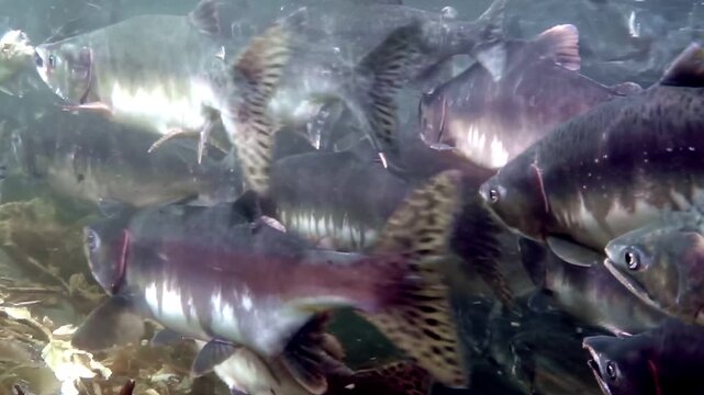 Observe a stunning view of many Salmon gathered together. Witness their incredible journey swimming upstream in a crystal clear river in the Pacific Northwest.