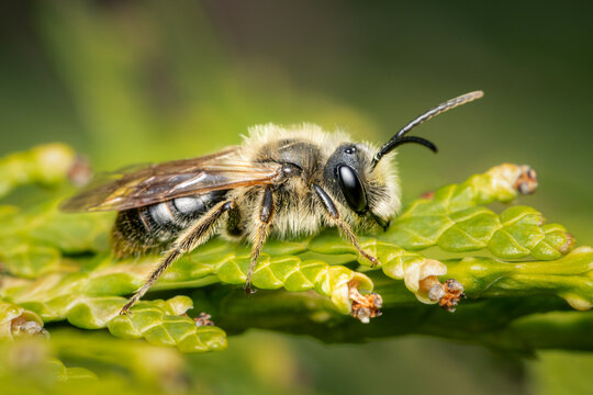 Closeup on an Adrena sp. solitary bee resting on a cedar branch on a spring afternoon