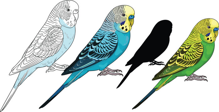 Budgerigar bird collection vector set. Colorful parakeet poses and silhouette illustration. Tropical pet birds isolated on transparent background.