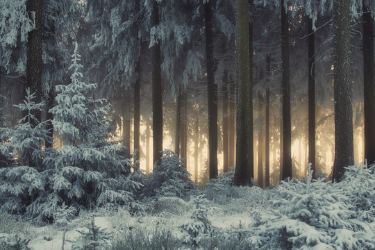 Atmospheric winter forest with snow-covered fir trees and soft sunlight shining through the dark woodland. A peaceful and moody natural landscape with cold blue tones and warm backlight.