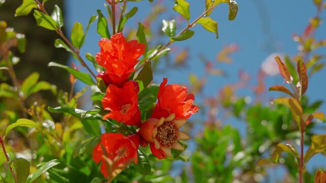 Close up of vibrant orange pomegranate flowers blooming on a green branch against a clear blue sky. Beautiful Punica granatum blossoms in a Mediterranean garden during a bright sunny spring day