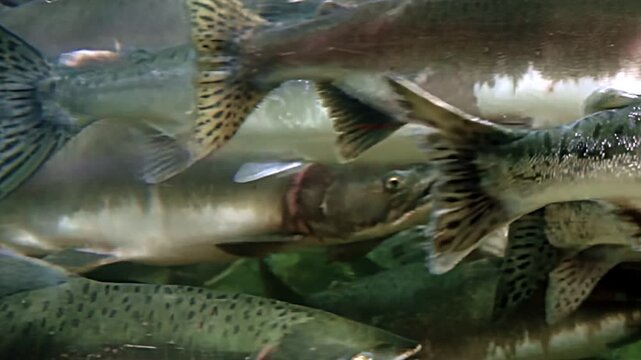 Witness the beauty of a school of salmon gliding gracefully through clear waters.