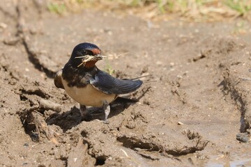 hirondelle © pia