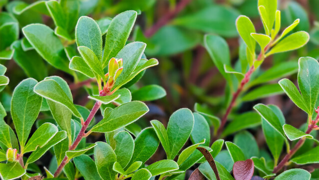 Close up of kinnikinnick plant foliage