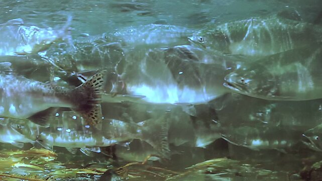 Beneath shimmering surface, schools of salmon glide gracefully through tranquil waters. Their vibrant scales sparkle as they navigate around rocks and plants, creating captivating underwater dance.