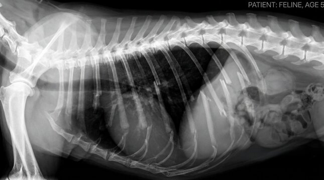 Veterinarian takes x-ray image of a feline's chest and abdomen showing internal organs and bones clearly.