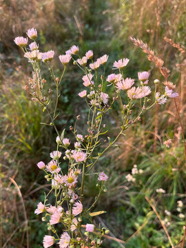 Erigeron flowers in soft sunset light on wild meadow
