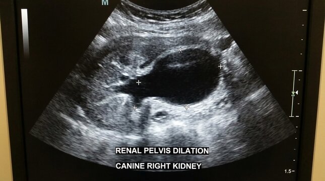 Ultrasound scan shows renal pelvis dilation in a canine right kidney.