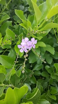 Vibrant purple duranta erecta flowers blooming on lush green shrubbery