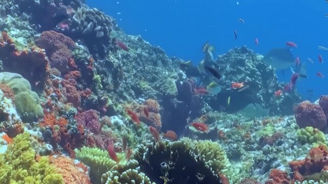 A breathtaking oceanic panorama showcases vibrant tropical fish gracefully navigating a flourishing coral reef. Witness the dazzling array of marine life in these pristine sunlit waters.