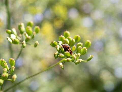 Striped shield bug or minstrel bug standing on the sepals of a green plant
