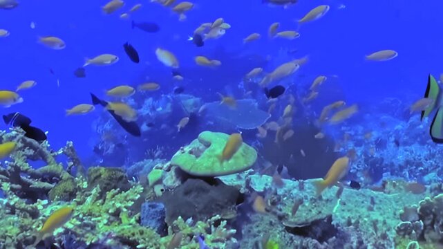 Numerous tropical fish glide through a sunlit coral reef. Graceful batfish swim among vibrant corals, showcasing the rich biodiversity of the ocean's depths during the day.