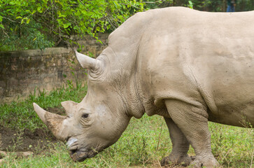 Obraz premium Close-Up Side Profile of White Rhinoceros Near Muddy Water in Natural Habitat