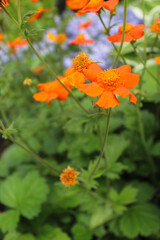 Fototapeta premium orange flower on a green background