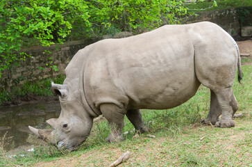 Obraz premium Close-Up Side Profile of White Rhinoceros Near Muddy Water in Natural Habitat