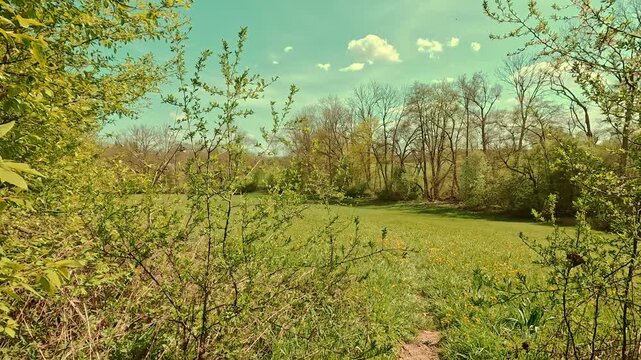 Spring on the forest meadow, fresh grass, sunny sky