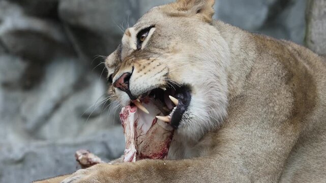 A lioness devours a large piece of meat in a rocky enclosure.