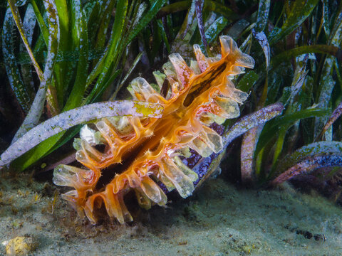 Pen shell Pinna rudis from the Mediterranean Sea