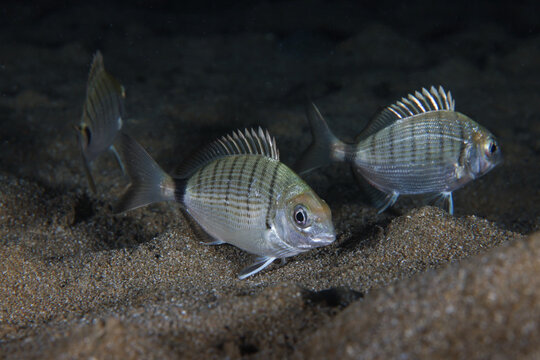 White sea bream from Cyprus
