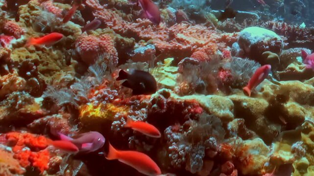 Breathtaking underwater spectacle unfolds at pristine coral reef during bright day Schools of brilliant orange anthias gracefully swim among diverse, colorful corals, creating vibrant aquatic tapestry