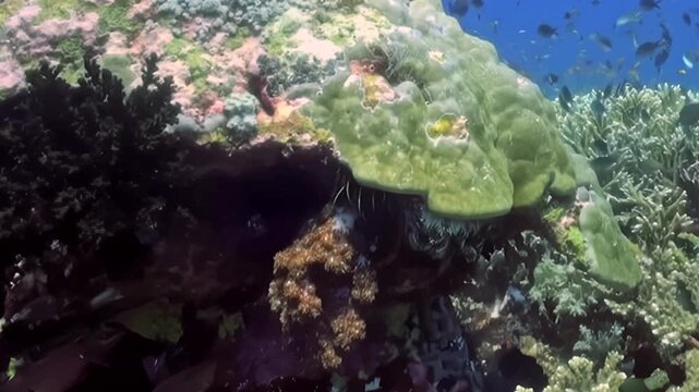 Dive into enchanting marine realm where vivid blue fish gracefully swims near intricate coral formations. Countless other colorful species dart through sunlit depths of this thriving ecosystem.