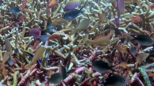 A busy coral reef bursts with life as countless small fish, like anthias and wrasse, dart and swim through branching coral structures.